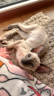 Photo №2 to announcement № 129437 for the sale of oriental shorthair - buy in Ukraine private announcement