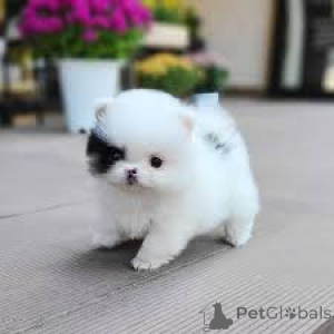Photo №2 to announcement № 135911 for the sale of pomeranian - buy in Germany 