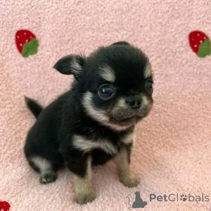 Photo №2 to announcement № 138950 for the sale of chihuahua - buy in United States private announcement, breeder
