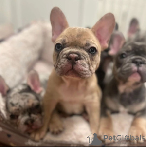 Photo №2 to announcement № 119976 for the sale of french bulldog - buy in Germany private announcement