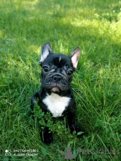 Photo №4. I will sell french bulldog in the city of Sumy. breeder - price - 257$