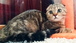 Photo №2 to announcement № 2997 for the sale of scottish fold - buy in Ukraine from nursery