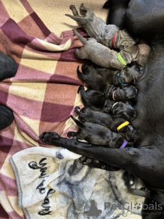 Additional photos: Cane Corso