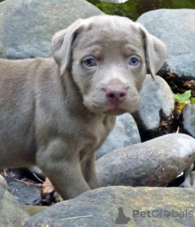 Photo №2 to announcement № 143460 for the sale of labrador retriever - buy in France private announcement