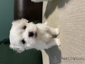 Photo №4. I will sell havanese dog in the city of Bruges. private announcement - price - 845$