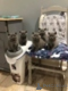 Photo №1. british shorthair - for sale in the city of Antwerp | Is free | Announcement № 154170