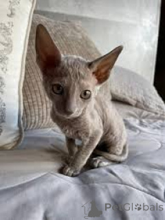 Photo №3. Cornish Rex -pentuja myynnissä. Finland