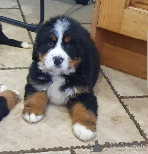 Photo №1. bernese mountain dog - for sale in the city of Корк | Is free | Announcement № 124168