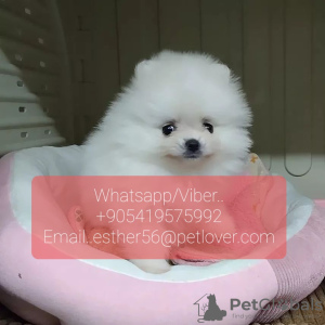 Photo №1. pomeranian - for sale in the city of Zürich | negotiated | Announcement № 47615