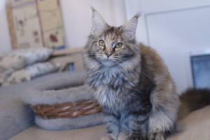 Photo №2 to announcement № 3806 for the sale of maine coon - buy in Russian Federation from nursery, breeder