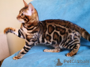 Photo №1. bengal cat - for sale in the city of Minsk | 461$ | Announcement № 9437