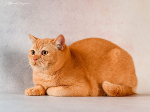 Photo №1. british shorthair - for sale in the city of Kherson | 700$ | Announcement № 4639