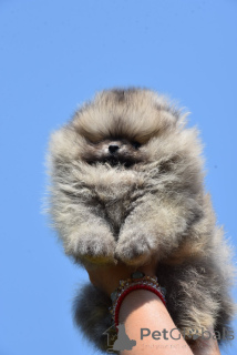 Photo №3. Pomeranian boo puppies. Serbia