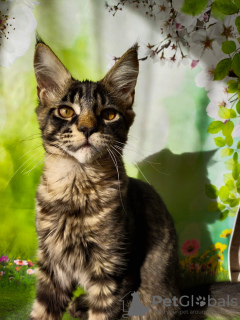 Photo №2 to announcement № 18366 for the sale of maine coon - buy in Russian Federation from nursery
