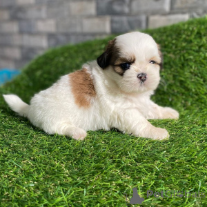 Photo №3. Smukke Shih Tzu-hvalpe søger kærlige hjem for altid. Denmark