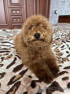 Photo №2 to announcement № 157862 for the sale of poodle (toy) - buy in Ukraine private announcement, from nursery, breeder