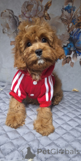 Photo №1. kavapu - for sale in the city of Minsk | 1000$ | Announcement № 160684