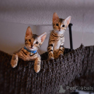 Photo №1. savannah cat - for sale in the city of Cremlingen | negotiated | Announcement № 89089