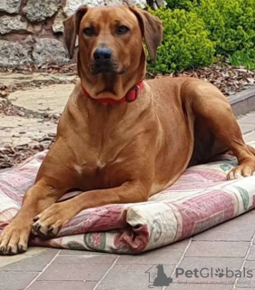 Photo №3. Rhodesian Ridgeback - male ZKWP/FCI. Poland