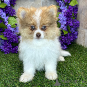 Photo №2 to announcement № 168819 for the sale of pomeranian - buy in Finland breeder