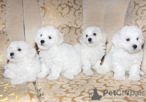 Photo №1. bichon frise - for sale in the city of Minsk | 642$ | Announcement № 42655