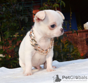 Photo №1. chihuahua - for sale in the city of St. Petersburg | 473$ | Announcement № 13870