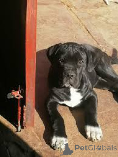 Photo №2 to announcement № 166007 for the sale of cane corso - buy in Spain private announcement, breeder