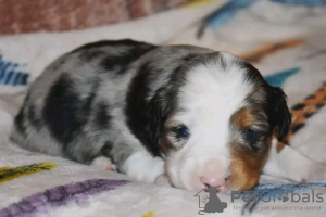 Photo №1. australian shepherd - for sale in the city of Sydney | negotiated | Announcement № 123108