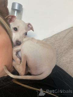 Photo №2 to announcement № 154046 for the sale of italian greyhound - buy in Germany private announcement