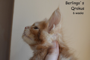 Photo №4. I will sell maine coon in the city of Voronezh. from nursery - price - 1200$