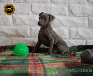 Photo №3. Italian Greyhound - puppy. Poland