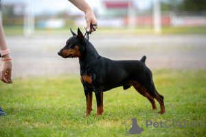 Photo №1. Mating service - breed: miniature pinscher. Price - negotiated