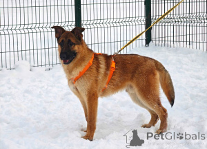 Photo №3. Mickey is looking for a home!. Russian Federation