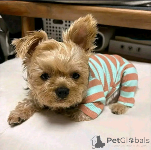 Photo №1. yorkshire terrier - for sale in the city of Helsinki | 568$ | Announcement № 163779
