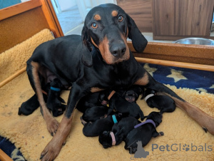 Photo №1. non-pedigree dogs - for sale in the city of Frankpolis | negotiated | Announcement № 169704