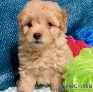 Photo №4. I will sell poodle (toy) in the city of Riyadh. breeder - price - 247$