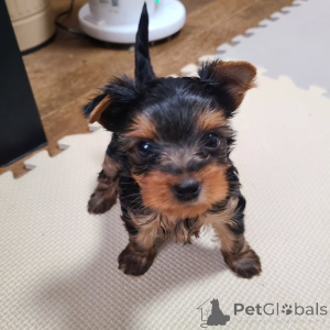 Photo №1. yorkshire terrier - for sale in the city of Berlin | 379$ | Announcement № 167034
