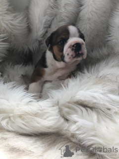 Photo №3. Vaccinated English Bulldog available now for adoption. Germany