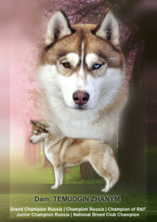Photo №4. I will sell siberian husky in the city of Tolyatti. from nursery - price - 195$