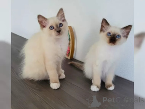 Photo №1. birman - for sale in the city of Baumholder | negotiated | Announcement № 159551