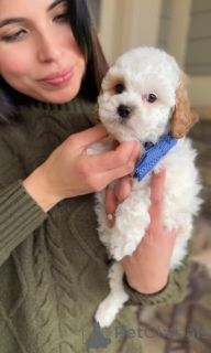 Photo №4. I will sell cavalier king charles spaniel in the city of Măgurele. breeder - price - negotiated