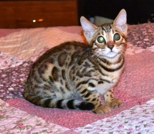 Photo №4. I will sell bengal cat in the city of Ryazan. from nursery - price - 469$