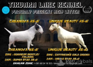 Photo №2 to announcement № 120297 for the sale of bull terrier - buy in Serbia 