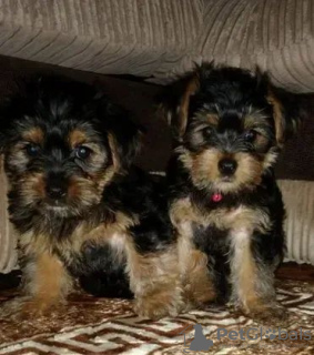 Photo №2 to announcement № 18148 for the sale of yorkshire terrier - buy in Ukraine private announcement