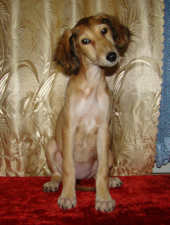 Photo №2 to announcement № 4064 for the sale of saluki - buy in Russian Federation breeder