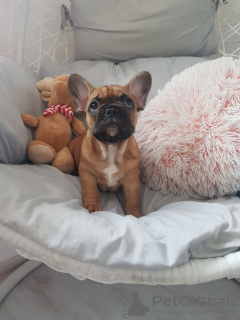 Photo №4. I will sell french bulldog in the city of Potsdam. private announcement - price - 423$