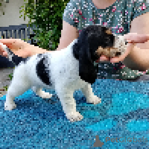 Photo №1. grand venetian basset griffon - for sale in the city of Jaracz | 1600$ | Announcement № 144383
