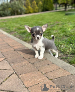 Additional photos: Chihuahua