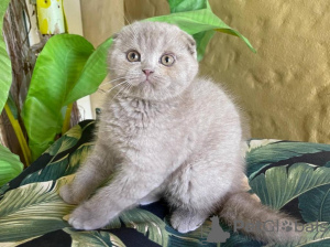 Photo №1. scottish fold - for sale in the city of Киль | Is free | Announcement № 95893