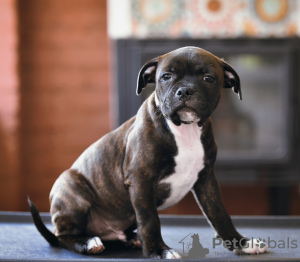 Photo №2 to announcement № 11934 for the sale of staffordshire bull terrier - buy in Russian Federation private announcement, breeder